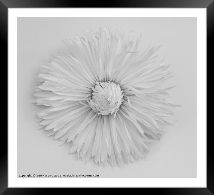 White flower Framed Mounted Print by Sue Hairsine