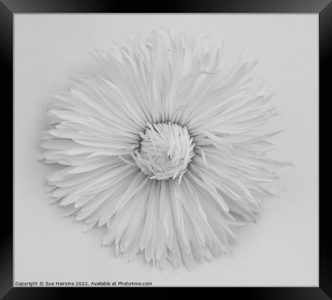 White flower Framed Print by Sue Hairsine