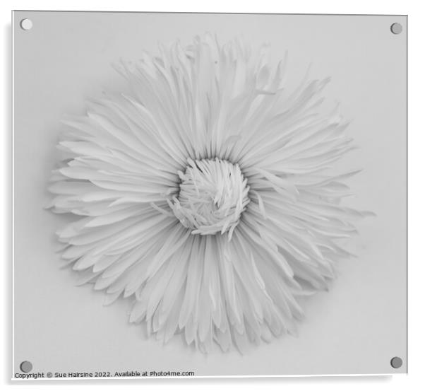 White flower Acrylic by Sue Hairsine