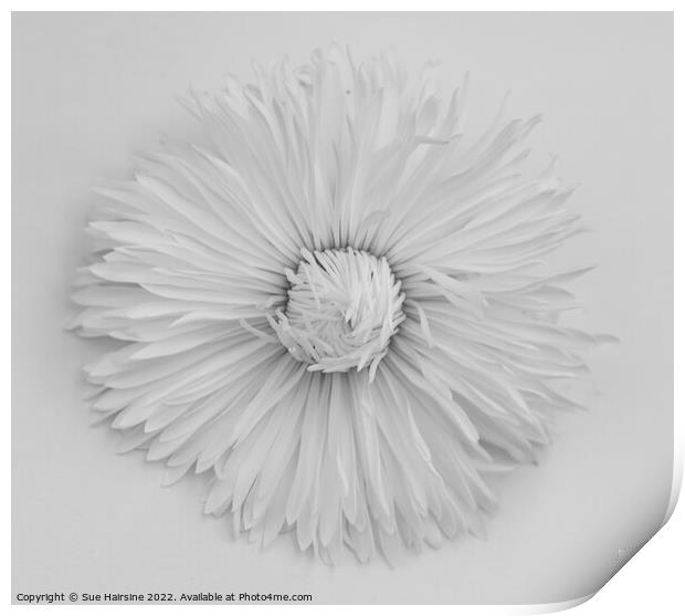 White flower Print by Sue Hairsine