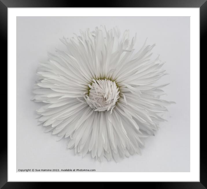White Flower 2 Framed Mounted Print by Sue Hairsine