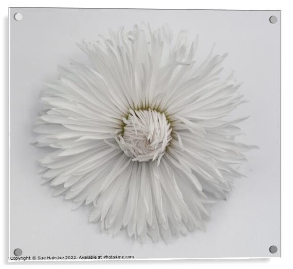 White Flower 2 Acrylic by Sue Hairsine