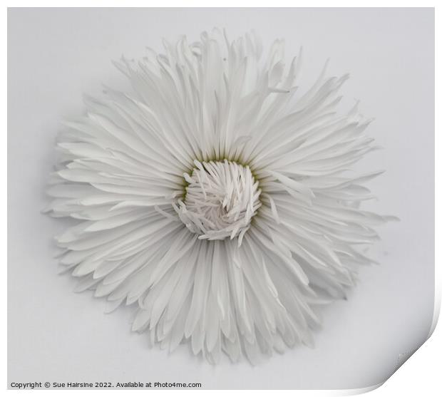 White Flower 2 Print by Sue Hairsine