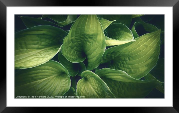 Green garden Framed Mounted Print by Ingo Menhard