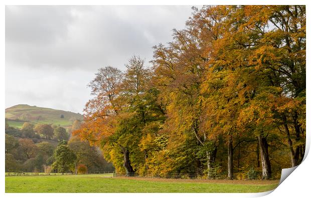 Autumn colours at Hathersage Print by Jason Wells