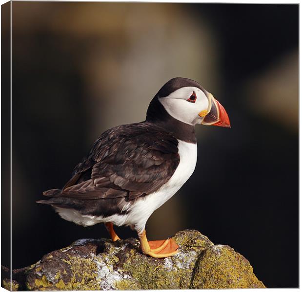 Puffin on rock Canvas Print by Grant Glendinning