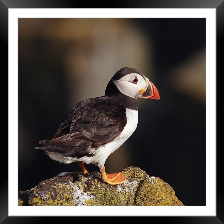 Puffin on rock Framed Mounted Print by Grant Glendinning