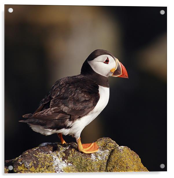 Puffin on rock Acrylic by Grant Glendinning