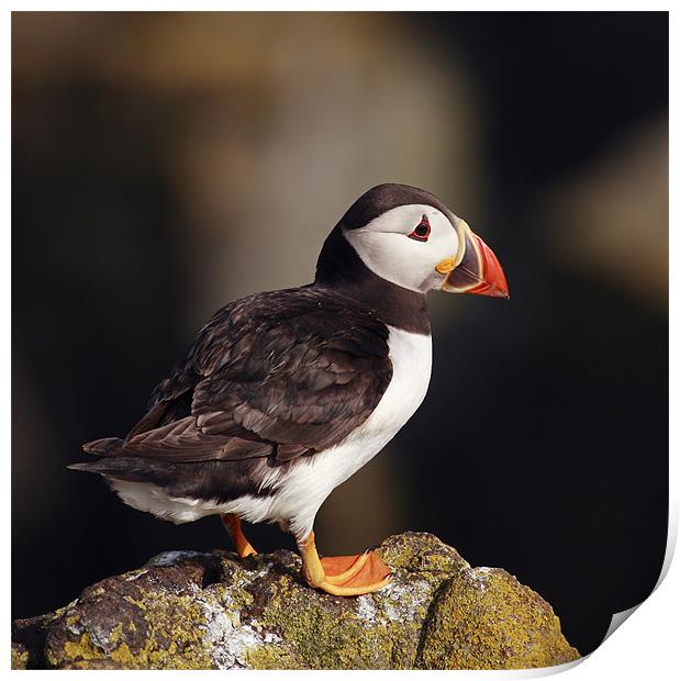 Puffin on rock Print by Grant Glendinning