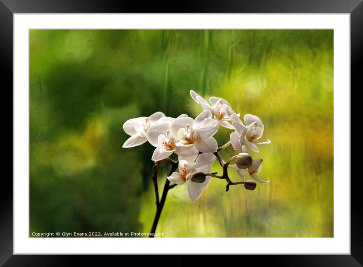 Orchids. Framed Mounted Print by Glyn Evans
