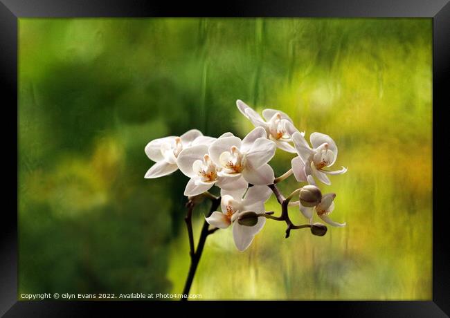 Orchids. Framed Print by Glyn Evans