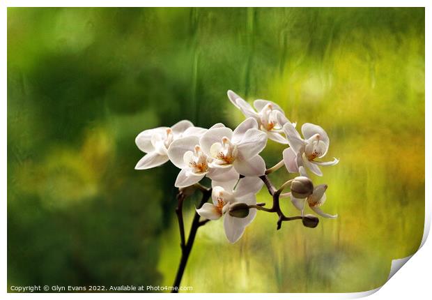 Orchids. Print by Glyn Evans