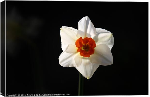 White Daffodil. Canvas Print by Glyn Evans