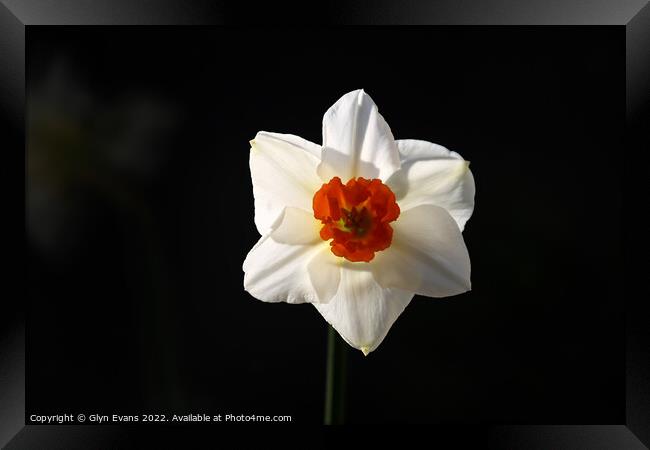 White Daffodil. Framed Print by Glyn Evans