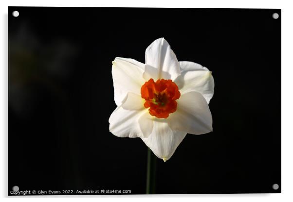 White Daffodil. Acrylic by Glyn Evans