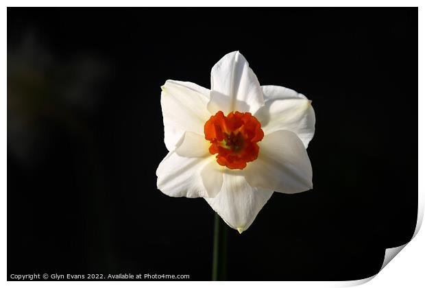 White Daffodil. Print by Glyn Evans