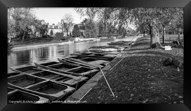 Punts moored on the River Cam in Jesus Green, Cambridge Framed Print by Chris Yaxley