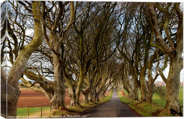Dark hedges Northern Ireland Canvas Print by Paul Clifton