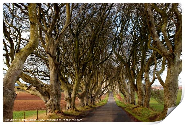 Dark hedges Northern Ireland Print by Paul Clifton
