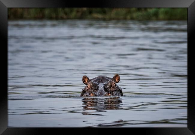 Hippopotamus in the Okavango River, No. 1 Framed Print by Belinda Greb