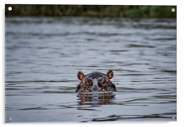 Hippopotamus in the Okavango River, No. 1 Acrylic by Belinda Greb