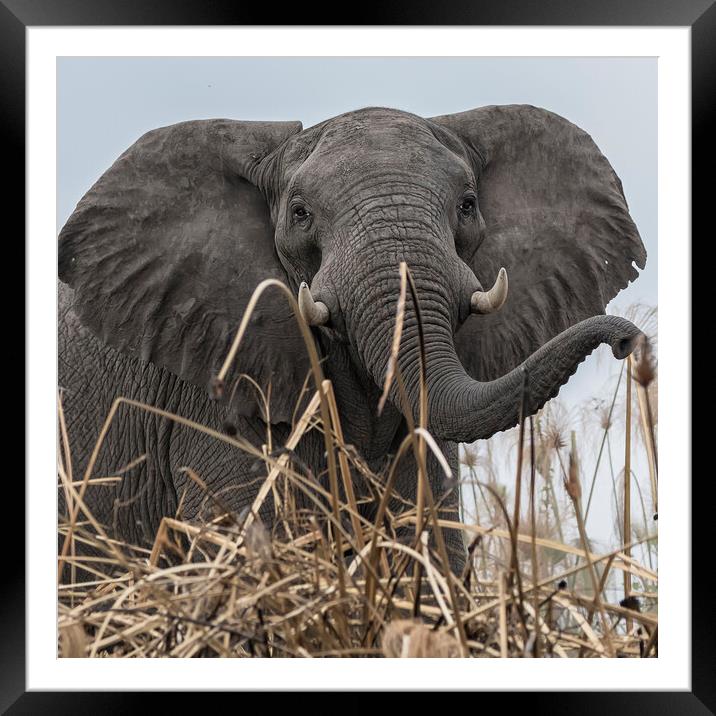 Elephant Along the Okavango River Framed Mounted Print by Belinda Greb