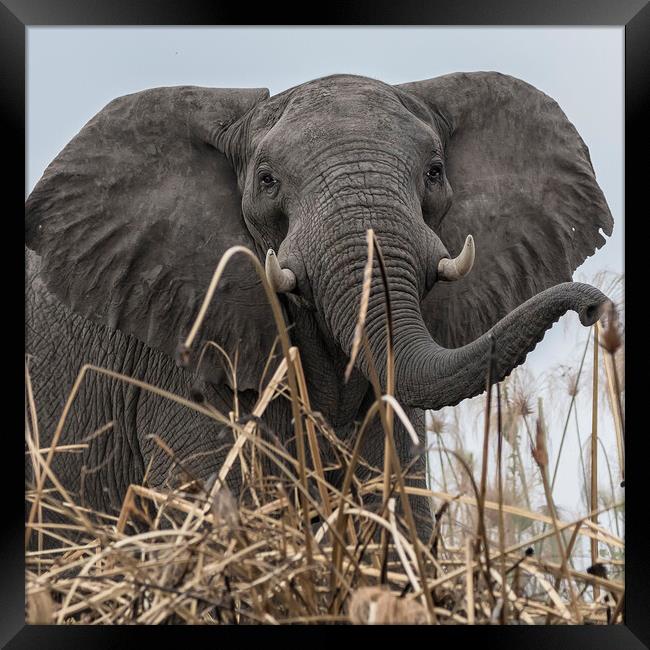 Elephant Along the Okavango River Framed Print by Belinda Greb
