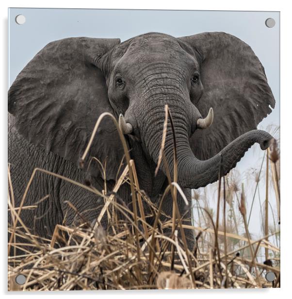 Elephant Along the Okavango River Acrylic by Belinda Greb