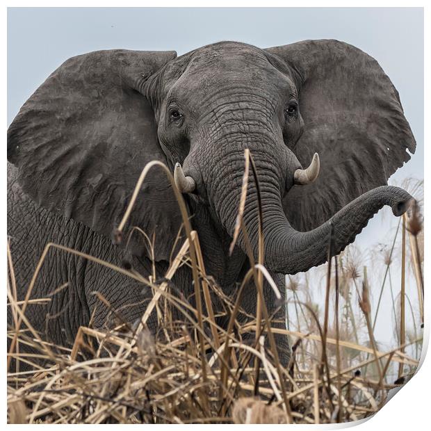 Elephant Along the Okavango River Print by Belinda Greb