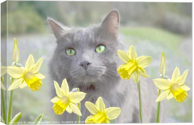 Cat And Daffodils  Canvas Print by Alison Chambers