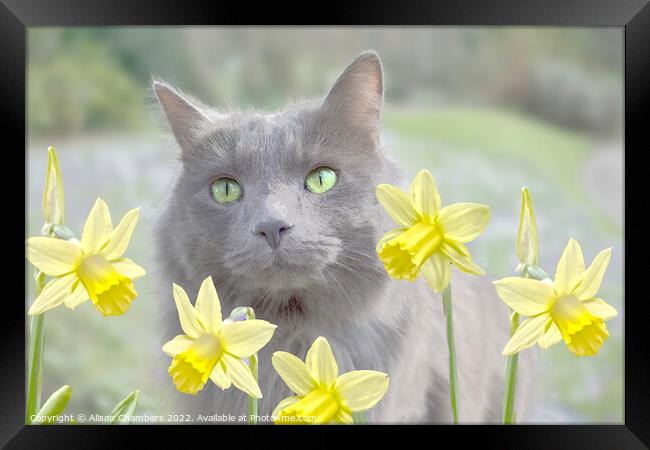 Cat And Daffodils  Framed Print by Alison Chambers