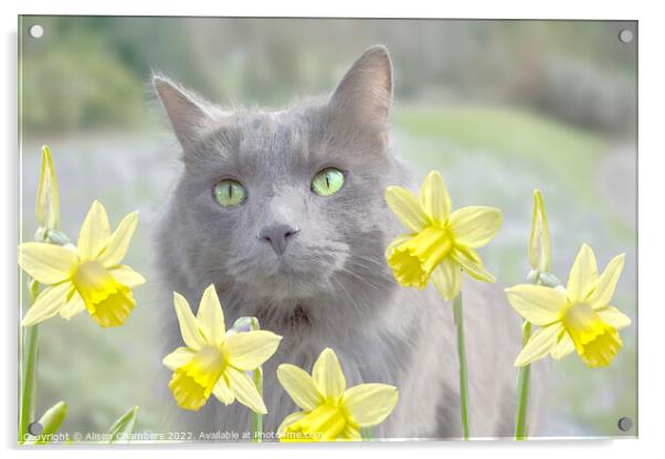 Cat And Daffodils  Acrylic by Alison Chambers
