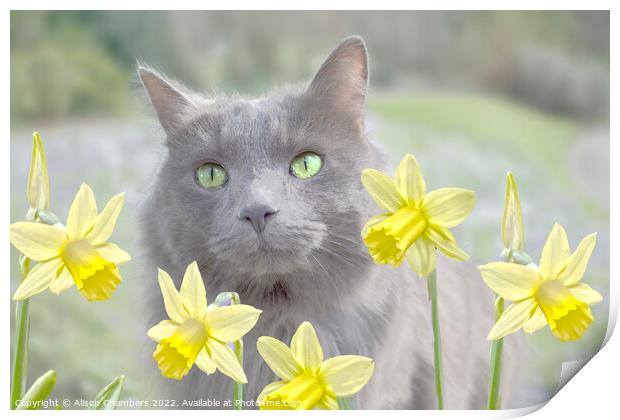 Cat And Daffodils  Print by Alison Chambers