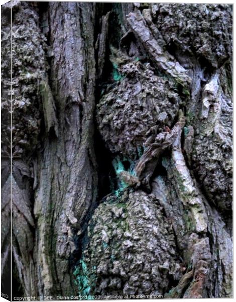 Gnarled, knurled but enduring! Canvas Print by DEE- Diana Cosford