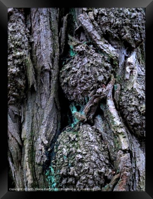 Gnarled, knurled but enduring! Framed Print by DEE- Diana Cosford