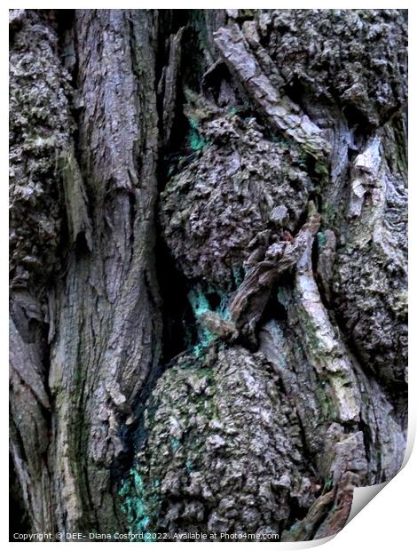 Gnarled, knurled but enduring! Print by DEE- Diana Cosford