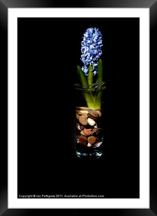 Blue hyacinth Framed Mounted Print by Ian Pettigrew