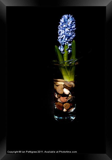 Blue hyacinth Framed Print by Ian Pettigrew