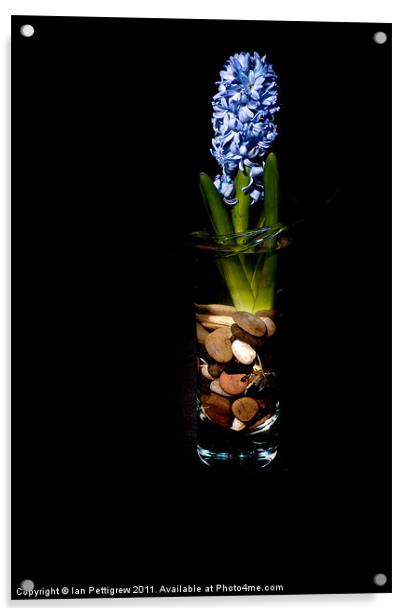 Blue hyacinth Acrylic by Ian Pettigrew