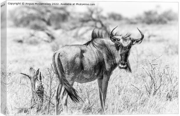 Solitary wildebeest, Etosha National Park, Namibia Canvas Print by Angus McComiskey