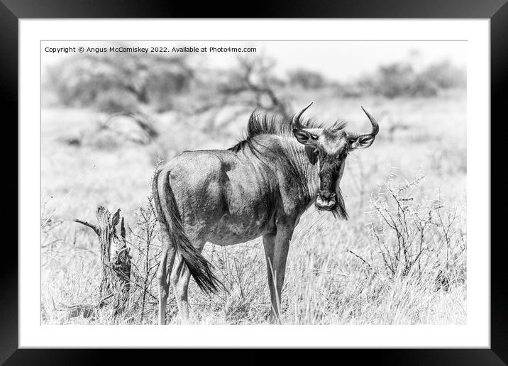 Solitary wildebeest, Etosha National Park, Namibia Framed Mounted Print by Angus McComiskey