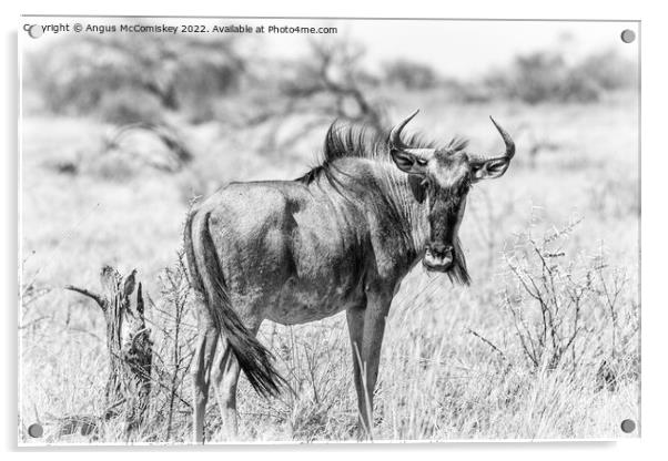 Solitary wildebeest, Etosha National Park, Namibia Acrylic by Angus McComiskey
