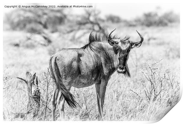 Solitary wildebeest, Etosha National Park, Namibia Print by Angus McComiskey