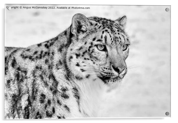 Snow leopard portrait #2 mono Acrylic by Angus McComiskey