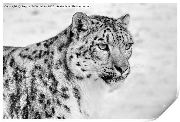 Snow leopard portrait #2 mono Print by Angus McComiskey