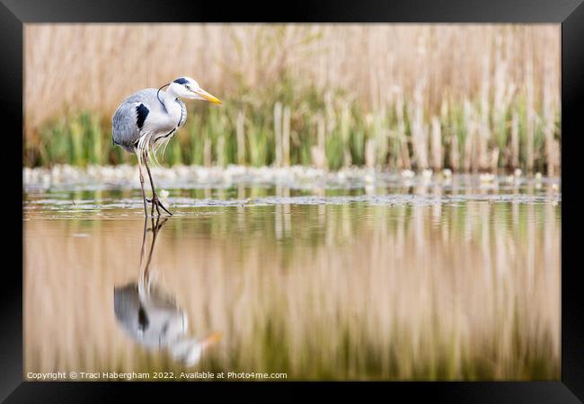 Hungry Heron Framed Print by Traci Habergham
