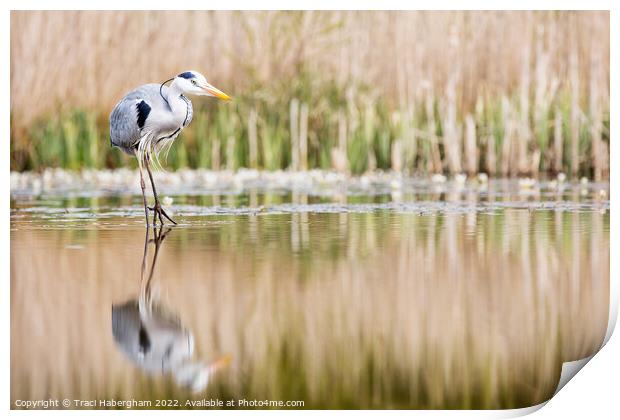 Hungry Heron Print by Traci Habergham