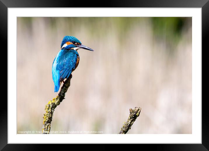 Perching Kingfisher Framed Mounted Print by Traci Habergham