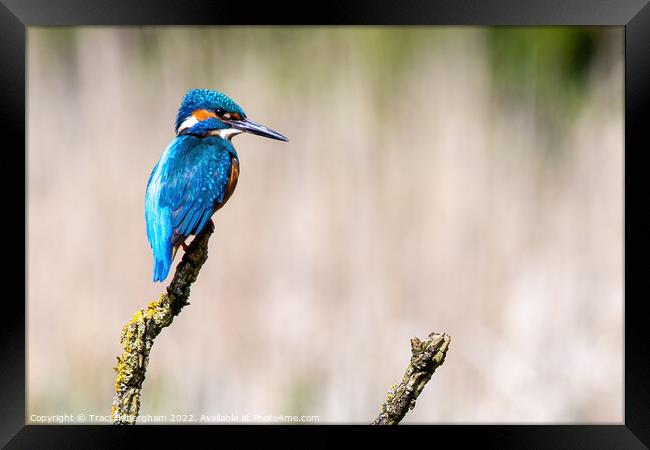 Perching Kingfisher Framed Print by Traci Habergham
