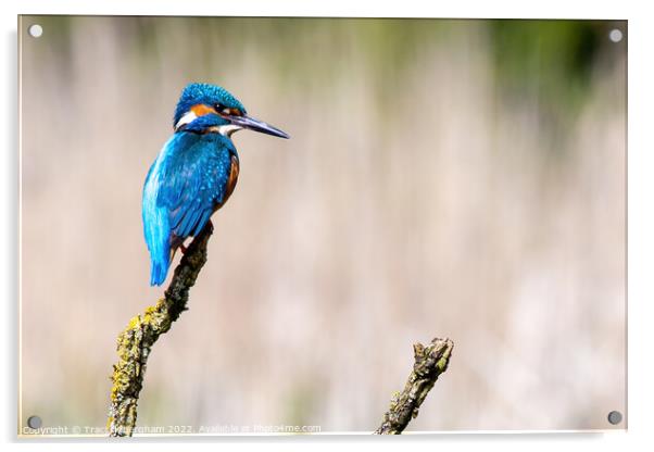 Perching Kingfisher Acrylic by Traci Habergham
